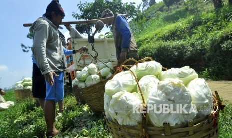 Sejumlah petani menimbang sayuran kol saat panen di ladang pertaniannya, Kampung Pasanggrahan, Desa Ciburial, Kecamatan Cimenyan, Kabupaten Bandung, Rabu (3/5).