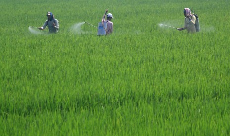 Sejumlah petani menyemprotkan pestisida pada tanaman padi di areal sawah desa Limbangan, Kecamatan Juntinyuat, Indramayu, Jawa Barat, Senin (9/3). 