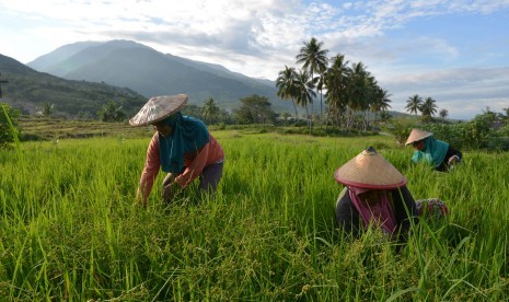 Sejumlah petani menyiangi sawah