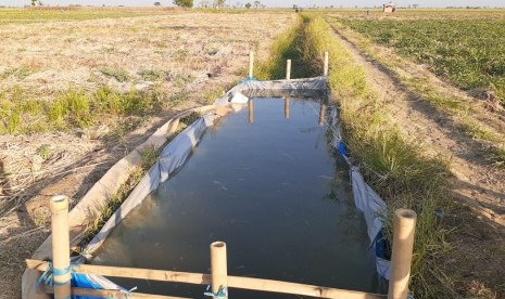 Sejumlah petani palawija di Kecamatan Kandanghaur, Kabupaten Indramayu, membuat tempat penampungan air di tengah sawah untuk mencegah tanaman agar tidak mati, Rabu (12/6). Mereka pun menyirami tanaman palawija di sawah secara manual dengan menggunakan ember.