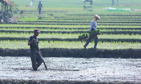 Sejumlah petani sedang menyiapkan lahan di sawahnya untuk ditanami padi di musim gadu, di Jalan Soekarno Hatta, Kota Bandung, Senin (11/6).