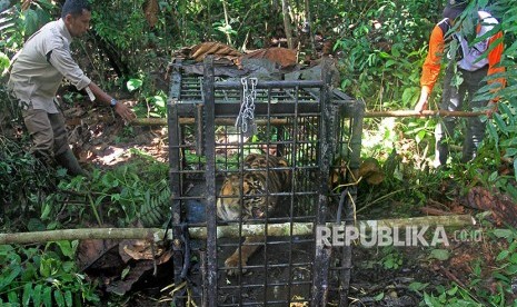 Sejumlah petugas Balai Konservasi Sumber Daya Alam (BKSDA) Sumatera Barat mengevakuasi Harimau Sumatera (Panthera tigris), di kawasan hutan Palupuh, Kabupaten Agam, Sumatera Barat, Selasa (17/4). 