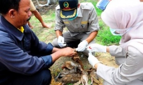 Sejumlah petugas memeriksa bebek yang mati mendadak di Desa Pakijangan, Brebes, Jateng.