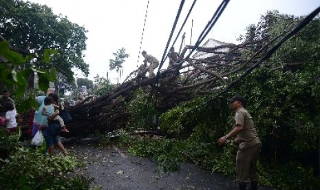 Sejumlah petugas Satpol PP memotong pohon yang tumbang di Jalan mampang Prapatan Raya XI, Jakarta Selatan, Jumat (28/11). Pohon tumbang tersebut tumbang akibat hujan deras dan angin kencang yang melanda sejumlah kawasan Ibu Kota. 