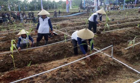 Sejumlah prajurit TNI AL, siswa Pramuka dan petani menanam tanaman sorgum pada acara Gerakan Penanaman Sorgum Nasional 2022 di Cariu, Kabupaten Bogor, Jawa Barat, Jumat (9/9/2022). TNI AL menanam sorgum secara serentak di 77 lokasi di Indonesia untuk mendukung kebijakan pemerintah dalam menjaga ketahanan pangan. 