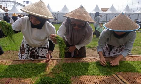 Sejumlah remaja putri Nganjang (menata irisan daun tembakau) untuk dijemur saat Festival Lembutan #3 di kawasan lereng Gunung Sindoro Desa Bansari, Temanggung, Jawa Tengah, Sabtu (29/10/2022). Festival Lembutan #3 digelar masyarakat petani tembakau setempat untuk membangkitkan kembali budaya memproses tembakau secara tradisional sekaligus mempromosikan Lembutan (tembakau yang rajang tipis) untuk rokok Lintingan. 