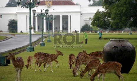 Sejumlah rusa melintas di depan Istana Bogor, Jawa Barat.