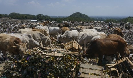 Sejumlah sapi digembalakan di Tempat Pembuangan Akhir (TPA) Piyungan, Kabupaten Bantul, DI Yogyakarta.