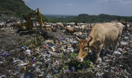 Sejumlah sapi digembalakan di Tempat Pembuangan Akhir (TPA) Piyungan, Bantul, DI Yogyakarta.  Peneliti mengatakan pemerintah harus punya pengolahan sampah sendiri. 