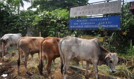  Sejumlah sapi yang akan dijadikan hewan kurban (ilustrasi)