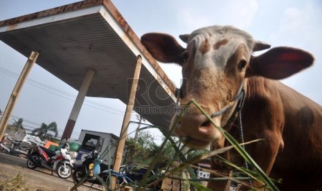  Sejumlah sapi kurban dijajakan di sebuah SPBU di kawasan Lebak Bulus, Jakarta Selatan, Kamis (3/10). (Republika/Rakhmawaty la'lang)