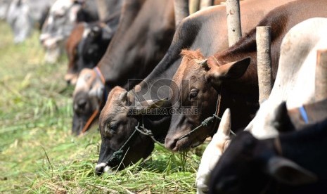 Sejumlah sapi qurban berbagai tipe ditawarkan ke pembeli di salah satu penjual hewan qurban, Berlan, Matraman, Jakarta, Ahad (6/9).  (Republika/Wihdan)