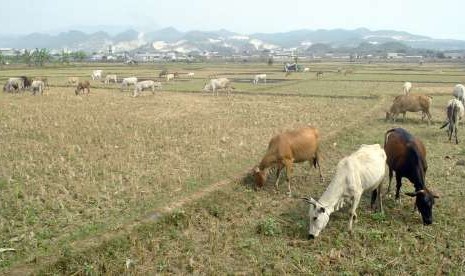 Sejumlah sapi ternak mencari makan di sawah yang kering di Desa Klapanunggal, Kabupaten Bogor, Jawa Barat, Kamis (2/8).