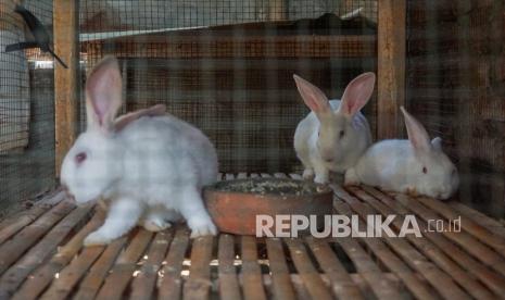 Sejumlah ternak kelinci makan di dalam kandang di Kalisalak, Kabupaten Batang, Jawa Tengah, Senin (7/9/2020). Menurut peternak, selain menjual kelinci untuk kebutuhan kuliner dan hewan peliharaan dengan harga jual antara Rp25 ribu-Rp600 ribu per ekor, juga menyediakan air seni kelinci untuk kebutuhan penyubur tanaman yang dijual dengan harga Rp100 ribu per 20 liter yang dipasarkan melalui daring saat pandemi COVID-19.