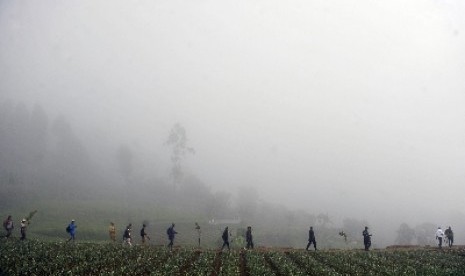 Sejumlah warga berjalan melintasi kebun bawang di kampung Sarongge, kawasan Taman Nasional Gunung Gede Pangrango , Cianjur , Jabar,