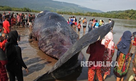 Sejumlah warga berkerumun di sekitar bangkai Paus Sperma atau Physeter macrocephalus di perairan Bombana, Kabupaten Bombana, Sulawesi Tenggara, Jumat (2/2). 