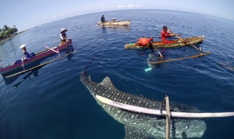 Sejumlah warga bermain bersama Hiu Paus (Shark Whale) di Desa Botu Barani, Kabupaten Bone Bolango, Gorontalo, Rabu (6/4). 