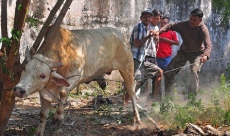 Sejumlah warga berusaha memasang tali pada sapi yang lepas di pekarangan Lapas Klaten, Jawa Tengah, Kamis (24/9).