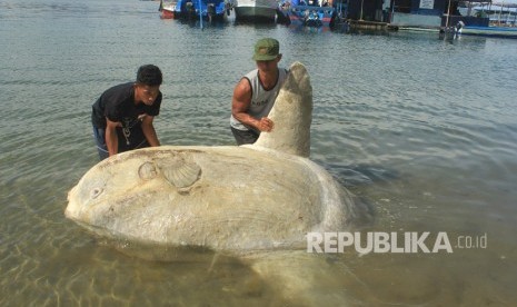 Sejumlah warga berusaha mengangkat seekor ikan Mola-mola yang terdampar di pesisir pantai Desa Poka, Kecamatan Teluk Ambon, Kota Ambon, Maluku, Ahad (31/3/2019). 