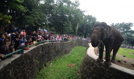 Sejumlah warga melihat-lihat Gajah Sumatera di Taman Marga Satwa Ragunan, Jakarta Selatan, Kamis (25/12). Taman Margasatwa ragunan tampaknya masih jadi tempat favorit bagi warga untuk berlibur. Hingga sore ini, tercatat 18.492 warga memadati Taman Margasat