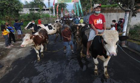 Sejumlah warga membawa sapi miliknya saat tradisi Lebaran Sapi di kaki Gunung Merapi, Mlambong, Sruni, Musuk, Boyolali, Jawa Tengah, Kamis (20/5/2021). Tradisi yang telah dilakukan turun temurun bertepatan pada bulan Syawal lebaran ketupat tersebut merupakan simbol rasa syukur masyarakat setempat atas hasil ternak sapi sebagai sumber penghasilan. 