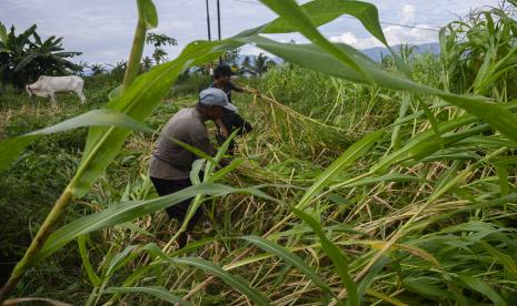 Sejumlah warga memotong sisa tanaman jagung yang telah dipanen (ilustrasi)