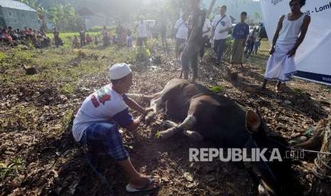 Sejumlah warga menjatuhkan sapi untuk dikurbankan di Posko Pengungsian Desa Kekait, Gunungsari, Lombok Barat, Nusa Tenggara Barat, Rabu (22/8).