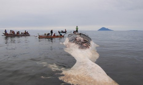  Sejumlah warga menyaksikan bangkai ikan paus di Pantai Tambala, Tombariri, Minahasa, Sulawesi Utara, Kamis (13/2). (Antara/Fiqman Sunandar)