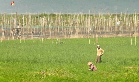 Sejumlah Warga menyiangi lahan tanaman padi yang mereka tanam di atas lahan sedimentasi pinggiran Rawapening, di kawasan Jembatan Biru, Dusun Sumurup, Desa Asinan, Kecamatan Bawen, Kabupaten Semarang. Penyusutan elevasi  Rawapening dimanfaatkan sejumlah warga pemilik karamba ikan untuk bercocoktanam. 