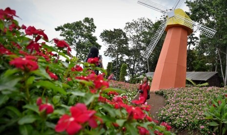 Sejumlah wisatawan berswa foto di obyek wisata Taman Bunga Celosia di Bandungan, Kabupaten Semarang, Jawa Tengah, Selasa (31/10). 