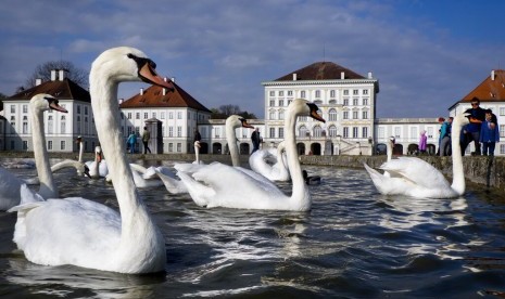 Sekelompok angsa berenang di kolam di depan Nymphenburg Castle di Muenchen, Ahad (7/4). Ekonomi Jerman diperkirakan tahun ini melambat. 