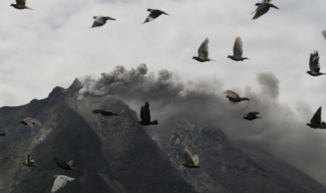  Sekelompok burung terbang melintas saat gunung Sinabung meletus di Desa Simpang Empat, Karo, Sumut, Ahad (15/9).