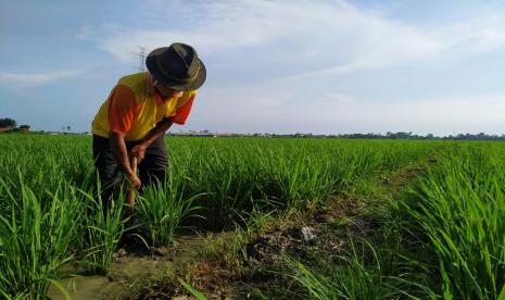 Pandemi Covid-19 dapat menjadi peluang Indonesia untuk meningkatkan industri halal. Pangan dan pertanian menjadi sektor yang paling prioritas untuk dikembangkan di masa pandemi.