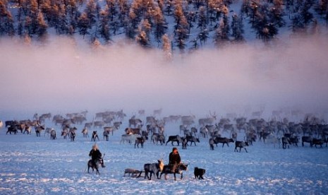 Sekelompok rusa kutub di kawasan pegunungan Verkhoyansk di Yakutia, Siberia.