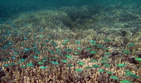 Sekumpulan ikan melintas di antara terumbu karang di perairan kawasan pulau Babi, Kabupaten Sikka, NTT,