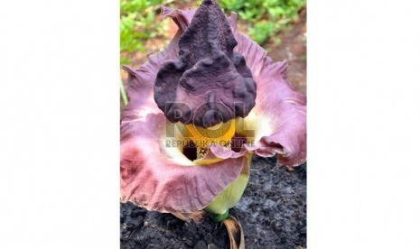   Sekuntum bunga bangkai (Amorphophallus Titanium Becc) tumbuh dihalaman warga Cipinang Muara, Jatinegara, Jakarta Timur, Rabu (10/10).   (Rakhmawaty La'lang)