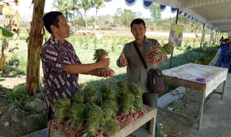 Sentra bawang merah ramah lingkungan di Gunung Kidul, Yogyakarta