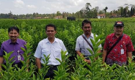 Sentra benih jeruk di Kabupaten Purworejo, Jawa Tengah. 