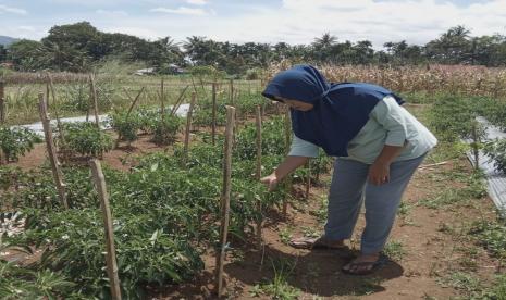 Senyum dan semangat anggota Penerima Manfaat BUMMas di Desa Berdaya BukikSikumpa sudah terlihat ketika Relawan Rumah Zakat mengunjungi lahan BUMMas karena masa panenakan segera tiba, Jum’at (15/10).