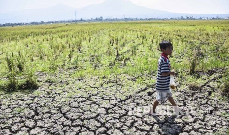 Seorang anak berjalan di area lahan pertanian yang mengalami kekeringan di Gedebage, Kota Bandung, Rabu (26/6).