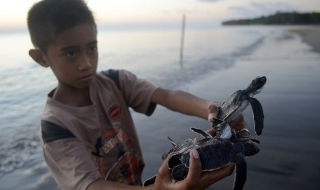 Seorang anak menunjukkan tukik siap dilepas di Kampung Penyu, Desa Tulang, Kepulauan Selayar, Sulawesi Selatan, Rabu (2/9).