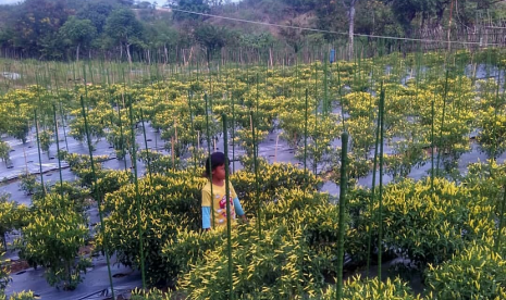 Seorang anak sedang berada di lahan cabai yang ditanam pascagempa dan tsunami Palu.