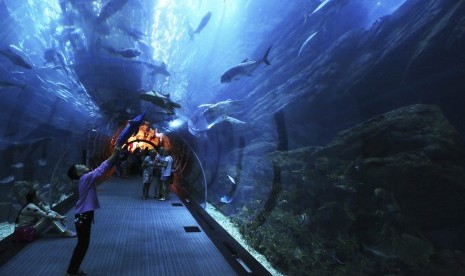 Seorang anak sedang melihat hewan laut di Dubai Aquarium di Dubai Mall, Dubai.