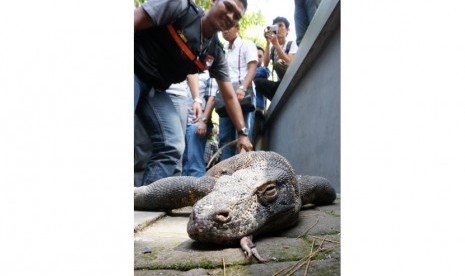  Seorang anggota Polrestabes Surabaya (kiri), mengevakuasi seekor Komodo yang ditemukan mati di salah satu kandang Komodo, di Kebun Binatang Surabaya (KBS), Sabtu (1/2) .   (Antara/Eric Ireng)