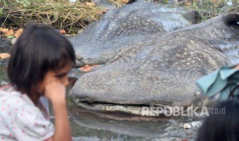 Seorang bocah berada di depan dari dua bangkai Hiu Tutul (Rhincodon typus) yang terdampar di Sukorejo, Gresik, Jawa Timur, Selasa (3/7). 