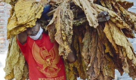 Seorang buruh mengangkat daun tembakau kering untuk disortir di Desa Puyung, Kecamatan Jonggat, Praya, Lombok Tengah,NTB, Kamis (7/9). 