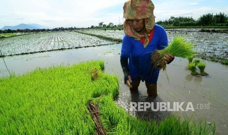 Seorang buruh petani tengah memanen benih padi disawahnya , Jalan Rancasagatan, Kecamatan Gedebage, Kota Bandung, Rabu (21/12)