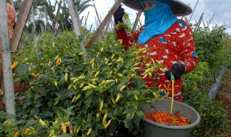 Seorang buruh tani memanen cabai rawit di lahan pertanian Desa Perbawati, Sukabumi, Jawa Barat, Rabu (7/12). Dalam sepekan ini, harga cabai rawit di tingkat petani mengalami kenaikan.