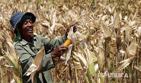 Seorang buruh tani memanen jagung di lahan pertanian jagung kawasan Tongas, Probolinggo, Jawa Timur, Sabtu (26/8). Kementerian Pertanian menargetkan produksi jagung nasional hingga Desember 2017 mencapai 24,5 juta ton dengan melibatkan 67 juta kepala keluarga petani dan angka tanam seluas tiga juta hektare (ha) untuk memenuhi kebutuhan jagung nasional mencapai 19 juta ton per tahun. 