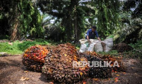 Seorang buruh tani memanen sawit di perkebunan sawit milik PTPN VIII di Cikidang, Kabupaten Sukabumi, Jawa Barat, beberapa waktu lalu.